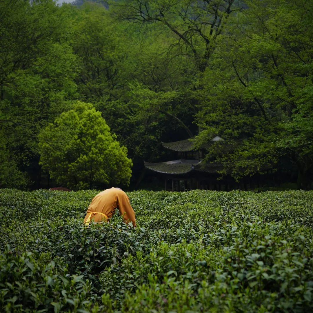 素食｜正好清明连谷雨，一杯香茗坐其间