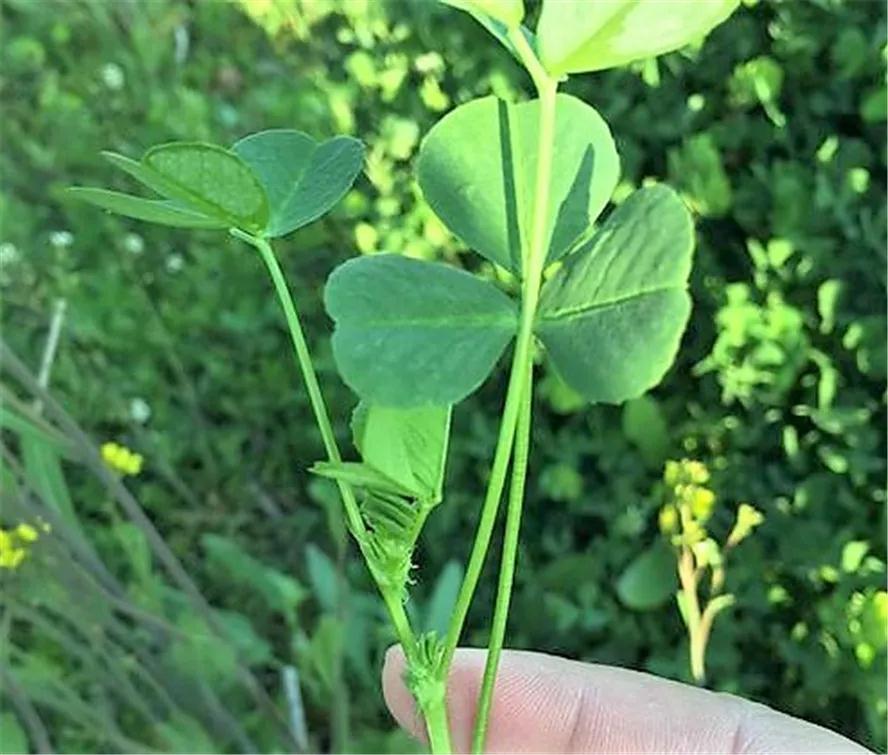 春天的苜蓿——金花菜