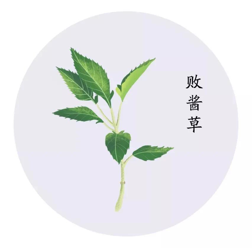 春季的苦味——败酱草