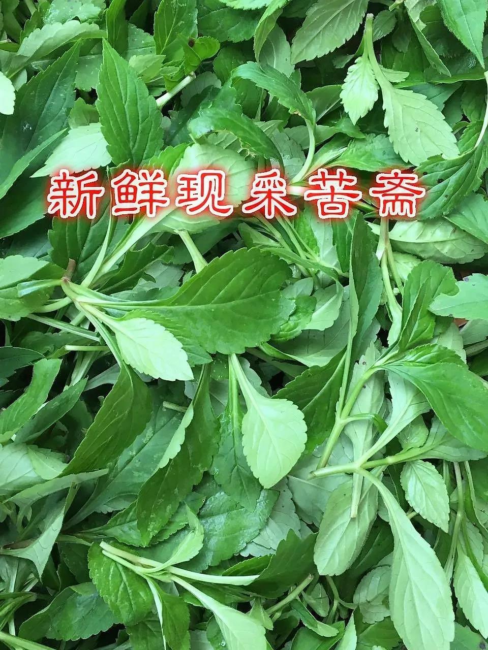 春季的苦味——败酱草