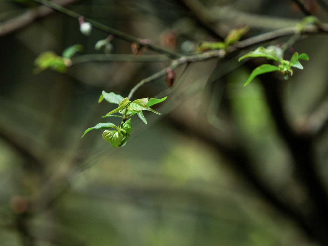 禅诗欣赏——金凤宿龙巢 宸苔岂车碾