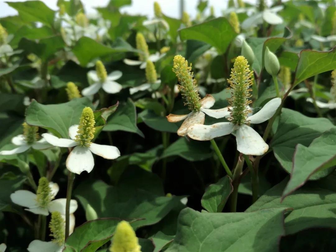 新冠肺炎时的保健菜——鱼腥草