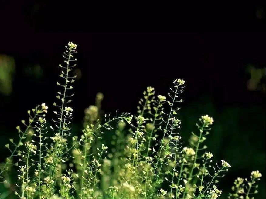 春季野菜的珍品——“灵丹草”荠菜