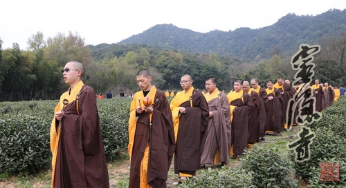 法净禅茶今开采&nbsp;按佛教仪轨洒净