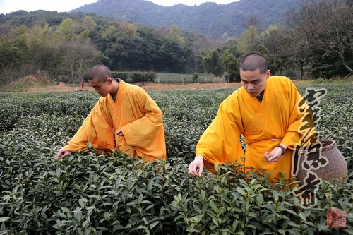 法净禅茶今开采&nbsp;按佛教仪轨洒净