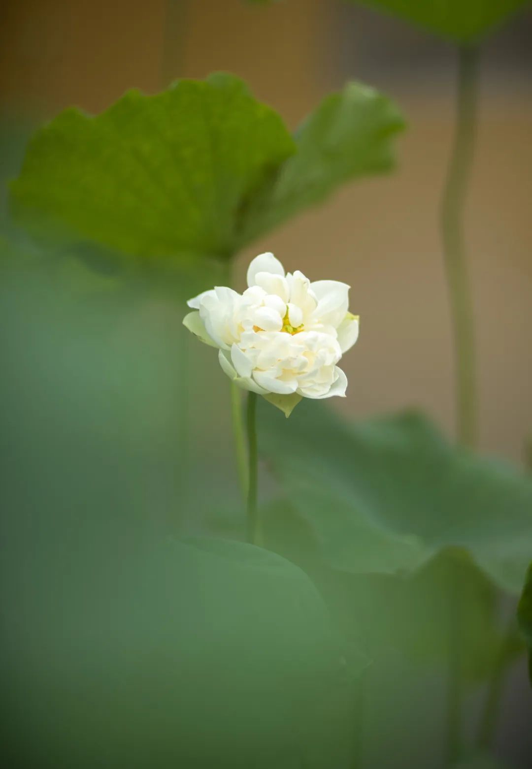 观照｜称念观世音菩萨名号的功德