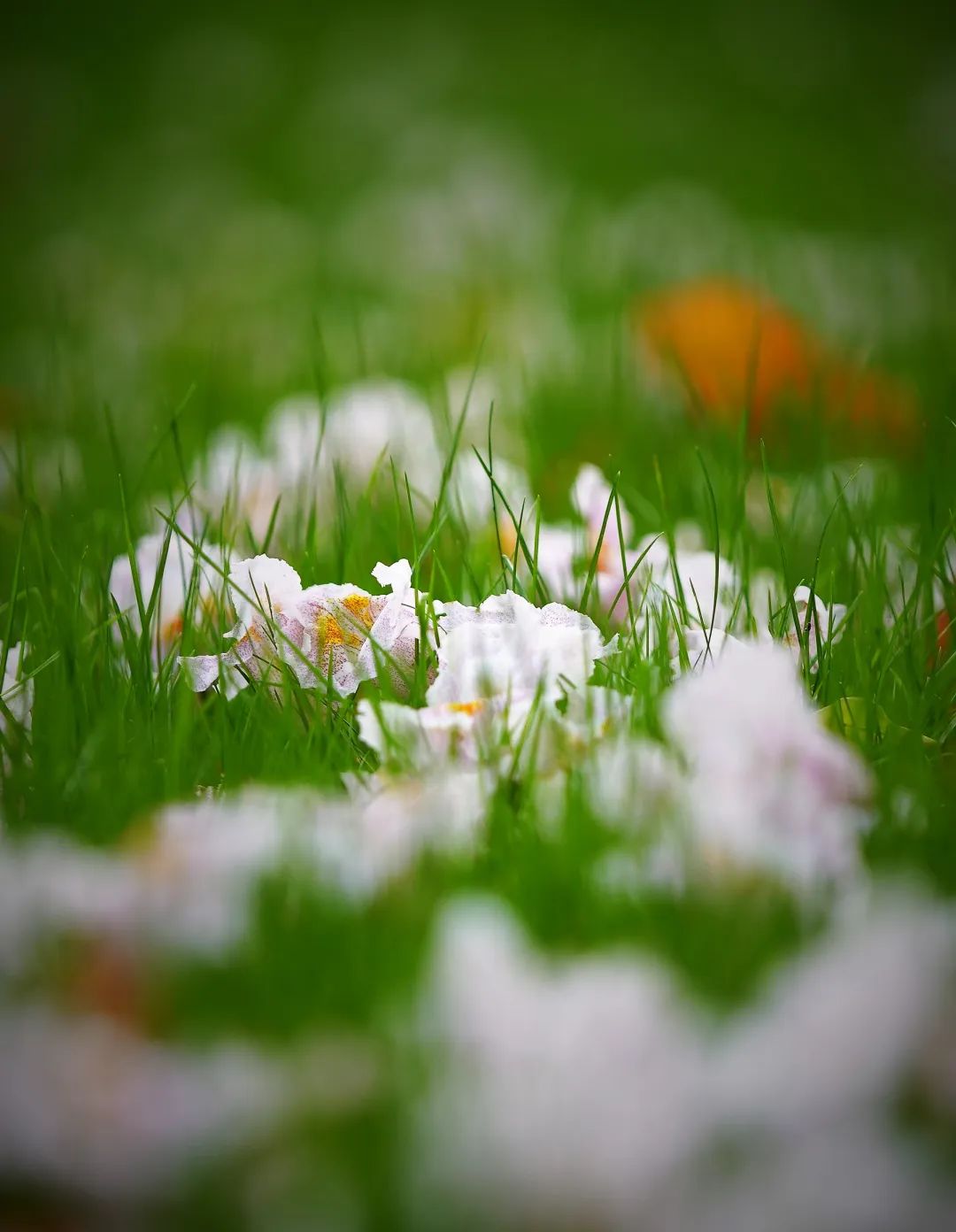 禅诗欣赏——不雨花犹落 无风絮自飞