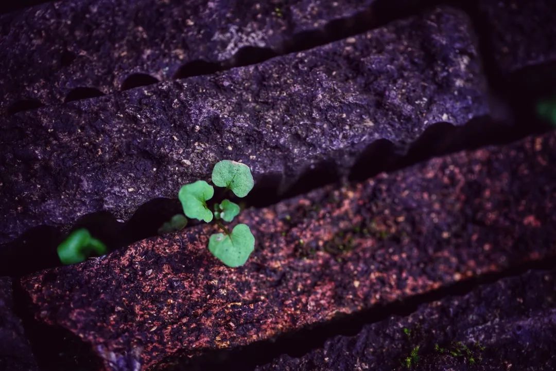 观照｜消弭人生缺憾的努力