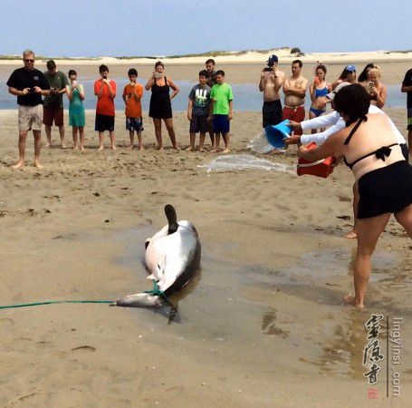 美国大白鲨搁浅&nbsp;游客泼水相救