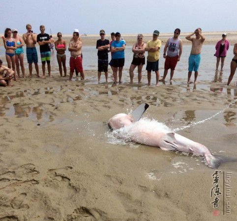 美国大白鲨搁浅&nbsp;游客泼水相救