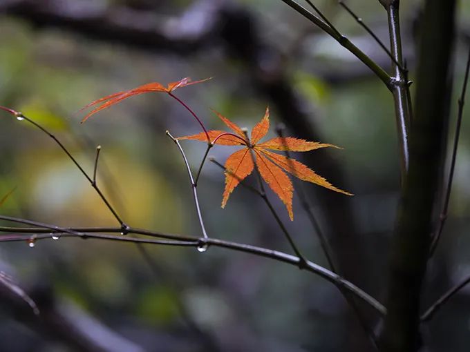 分享｜无上菩提心 誓愿作佛心