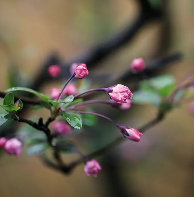 分享｜供花四悟