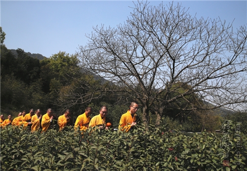 2016法净禅茶开茶节