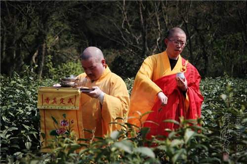 2016法净禅茶开茶节