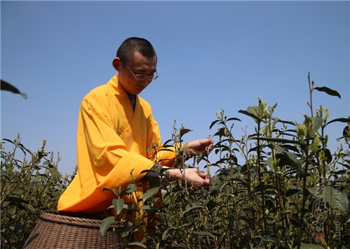 2016法净禅茶开茶节